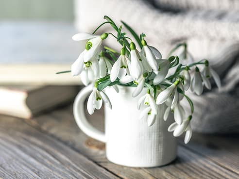 On-Site Euthanasia Image